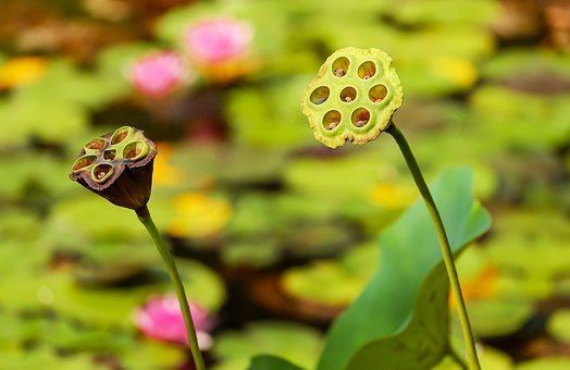 lotus seed pod skin