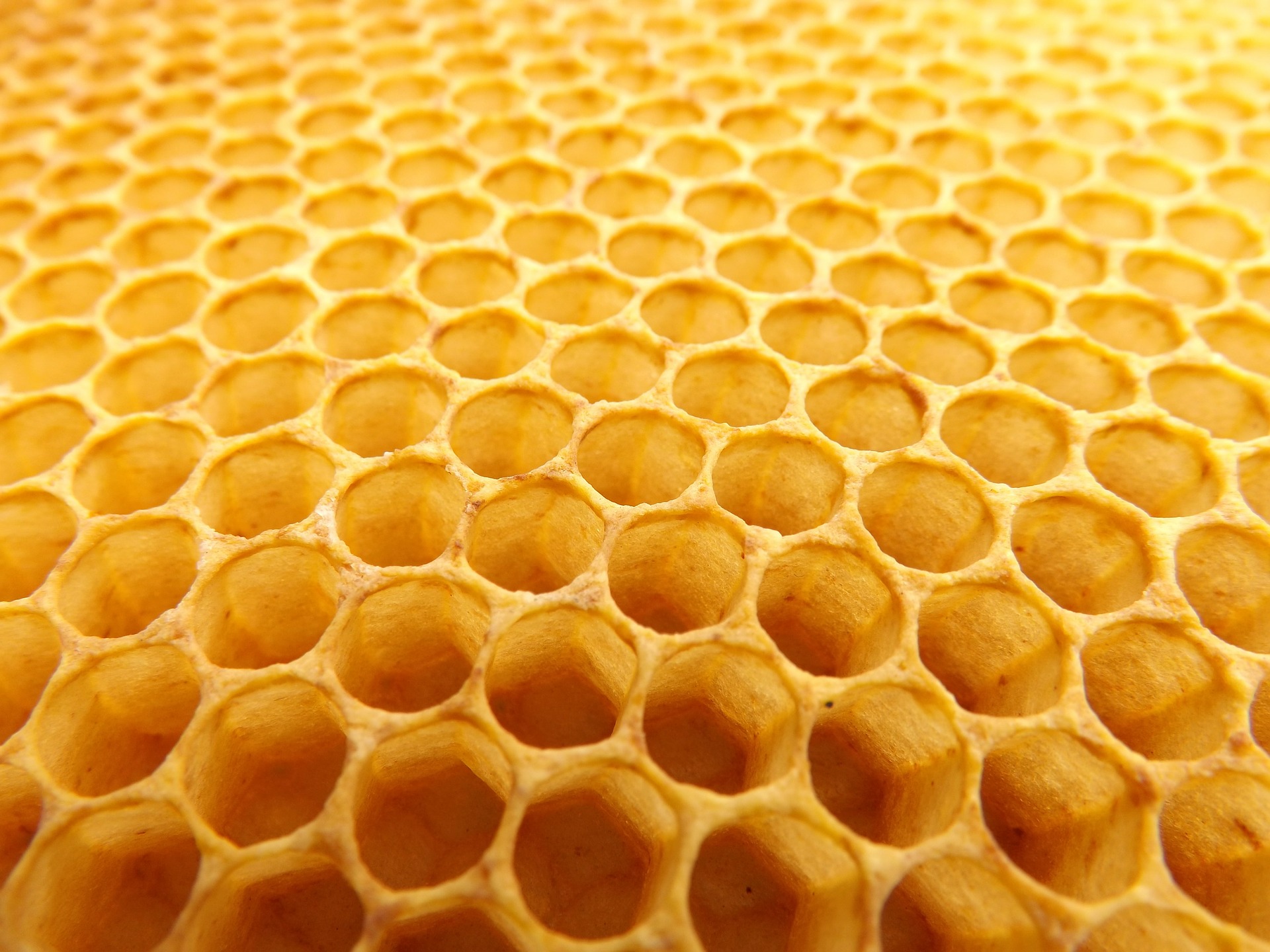 Honeycomb's repetitive patterns cause mental disorders like generalized anxiety disorder and fear of holes
